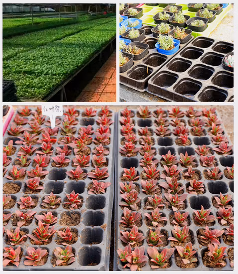 温室栽培の種子用のPSまたはPVC素材の播種トレイ